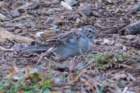 sep2014chippingsparrowatshenandoahriverstateparkshenandoahriverdsc05137_small.jpg