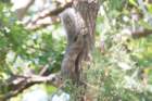 sep2014easterngreysquirrelbaileyspointcampgroundglasgowkydsc05522_small.jpg