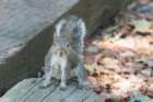 sep2014easterngreysquirrelbaileyspointcampgroundglasgowkydsc05575_small.jpg