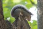 sep2014easterngreysquirrelbaileyspointcampgroundglasgowkydsc05578_small.jpg