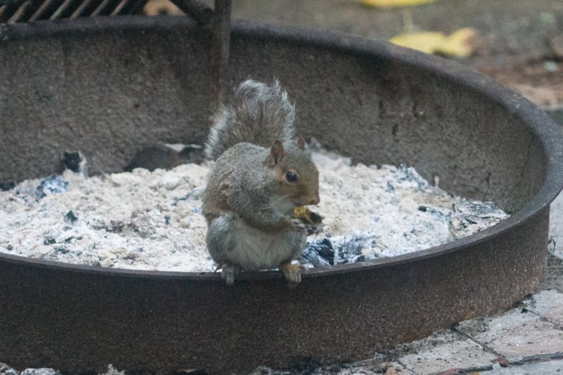 sep2014easterngreysquirreleatingremainsofourdinneratfallslakestaterecreationareancdsc04686.jpg