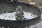 sep2014easterngreysquirreleatingremainsofourdinneratfallslakestaterecreationareancdsc04686_small.jpg