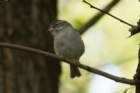 sep2014elkneckstateparkmdchippingsparrowdsc04723_small.jpg