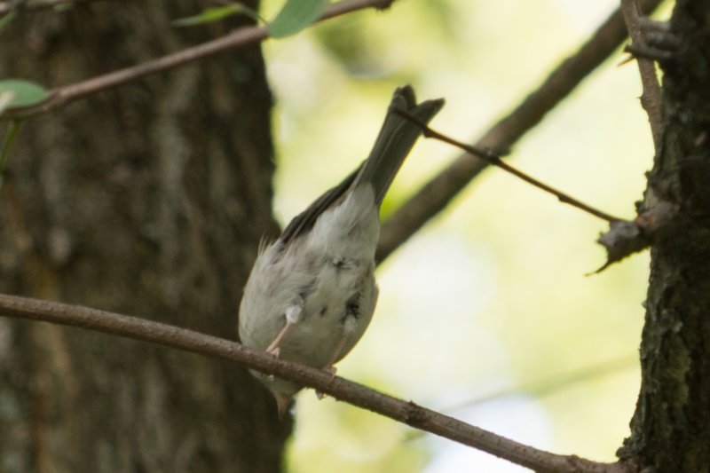 sep2014elkneckstateparkmdchippingsparrowdsc04724.jpg