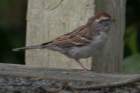 sep2014elkneckstateparkmdchippingsparrowdsc04734_small.jpg