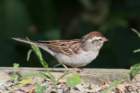 sep2014elkneckstateparkmdchippingsparrowdsc04738_small.jpg