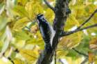 sep2014femalehairywoodpeckeratshenandoahriverstateparkshenandoahriverdsc05130_small.jpg