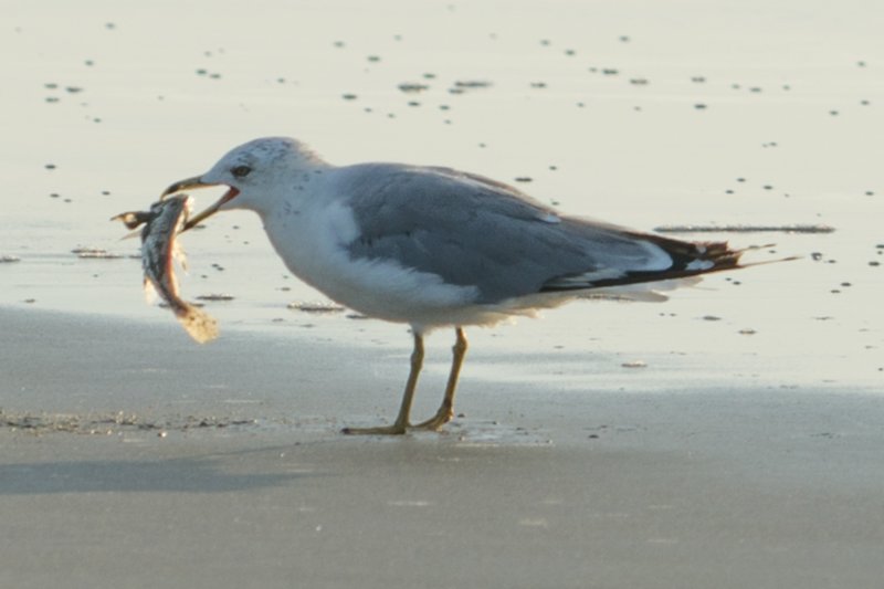 sep2014huntingtonbeachstateparksc2ndyearringbilledgullwithfishitcaughtbydivingdsc04140.jpg