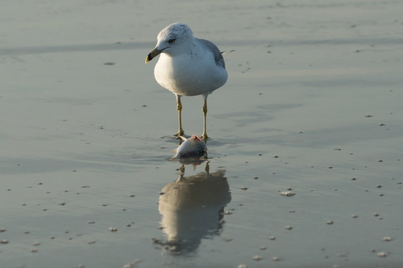 sep2014huntingtonbeachstateparksc2ndyearringbilledgullwithfishitcaughtbydivingdsc04152.jpg