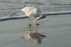 sep2014huntingtonbeachstateparksc2ndyearringbilledgullwithfishitcaughtbydivingdsc04159_small.jpg