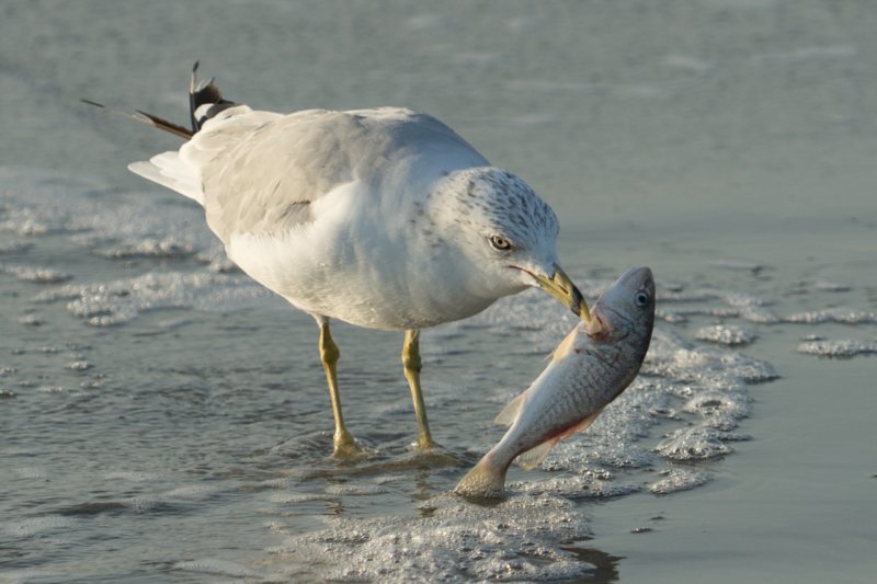 sep2014huntingtonbeachstateparksc2ndyearringbilledgullwithfishitcaughtbydivingdsc04160.jpg