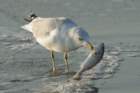 sep2014huntingtonbeachstateparksc2ndyearringbilledgullwithfishitcaughtbydivingdsc04160_small.jpg