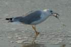 sep2014huntingtonbeachstateparksc2ndyearringbilledgullwithfishitcaughtbydivingdsc04164_small.jpg