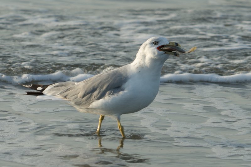 sep2014huntingtonbeachstateparksc2ndyearringbilledgullwithfishitcaughtbydivingdsc04179.jpg