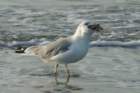 sep2014huntingtonbeachstateparksc2ndyearringbilledgullwithfishitcaughtbydivingdsc04179_small.jpg