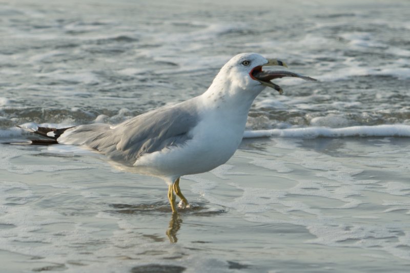 sep2014huntingtonbeachstateparksc2ndyearringbilledgullwithfishitcaughtbydivingdsc04180.jpg