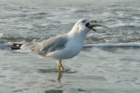 sep2014huntingtonbeachstateparksc2ndyearringbilledgullwithfishitcaughtbydivingdsc04180_small.jpg