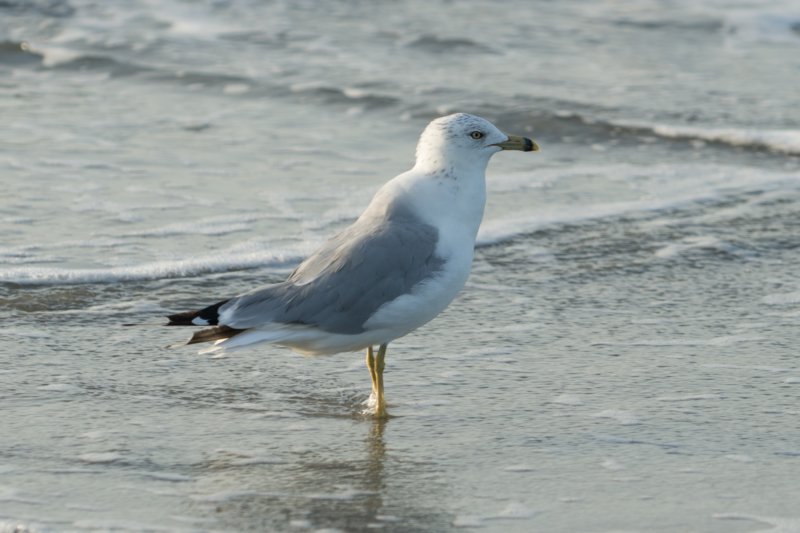 sep2014huntingtonbeachstateparksc2ndyearringbilledgullwithfishitcaughtbydivingdsc04186.jpg