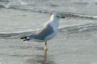 sep2014huntingtonbeachstateparksc2ndyearringbilledgullwithfishitcaughtbydivingdsc04186_small.jpg