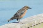 sep2014huntingtonbeachstateparkscfemaleboattailedgrackledsc04284_small.jpg