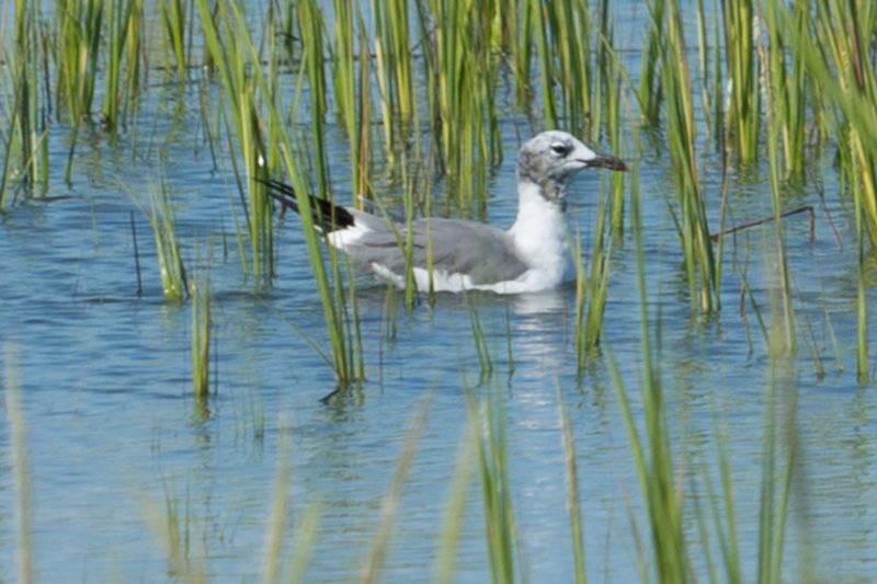 sep2014huntingtonbeachstateparksclaughinggullmoltingfrombreedingintowinterplumagedsc04240.jpg