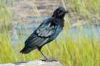 sep2014huntingtonbeachstateparkscmaleboattailedgrackletailgrowingbackaftermoltdsc04267_small.jpg