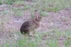 sep2014huntingtonbeachstateparkscmarshrabbitdsc04118_small.jpg