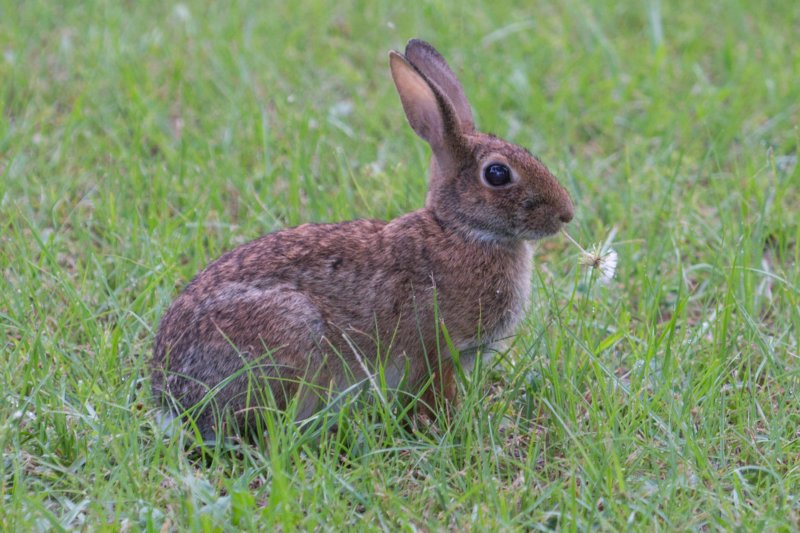 sep2014huntingtonbeachstateparkscmarshrabbitdsc04135.jpg