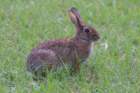 sep2014huntingtonbeachstateparkscmarshrabbitdsc04135_small.jpg