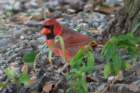 sep2014huntingtonbeachstateparkscnortherncardinaldsc04123_small.jpg