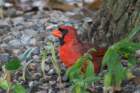 sep2014huntingtonbeachstateparkscnortherncardinaldsc04126_small.jpg