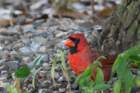 sep2014huntingtonbeachstateparkscnortherncardinaldsc04128_small.jpg