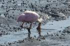 sep2014huntingtonbeachstateparkscroseatespoonbilldsc04322_small.jpg