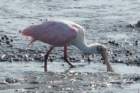 sep2014huntingtonbeachstateparkscroseatespoonbilldsc04334_small.jpg