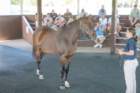 sep2014kentuckyhorseparkdahossdsc05310_small.jpg