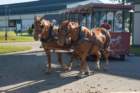 sep2014kentuckyhorseparkdsc05281_small.jpg