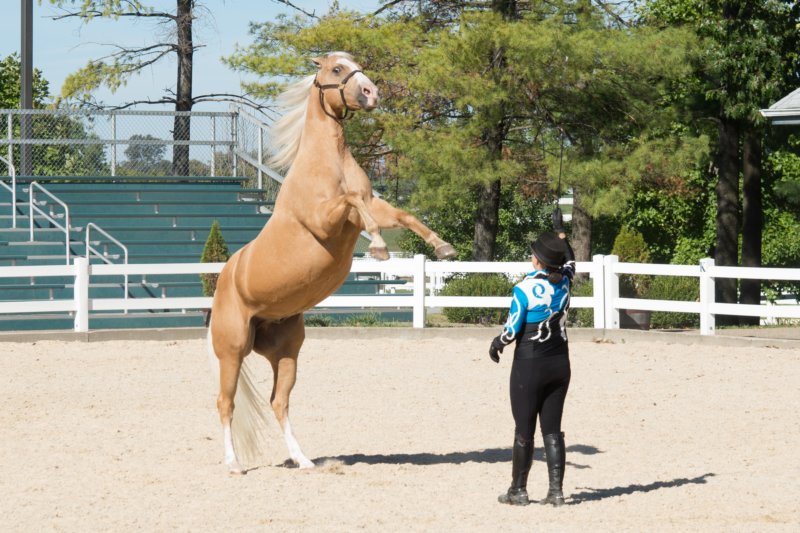 sep2014kentuckyhorseparkdsc05322.jpg