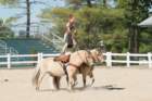 sep2014kentuckyhorseparkdsc05356_small.jpg