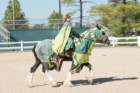 sep2014kentuckyhorseparkdsc05372_small.jpg