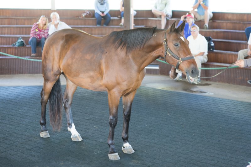 sep2014kentuckyhorseparkwonthewestdsc05303.jpg