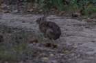 sep2014marshrabbitatshenandoahriverstateparkshenandoahriverdsc05099_small.jpg