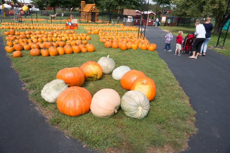 sep2014pumpkinsatmilburnorchardselktonmddsc04699.jpg