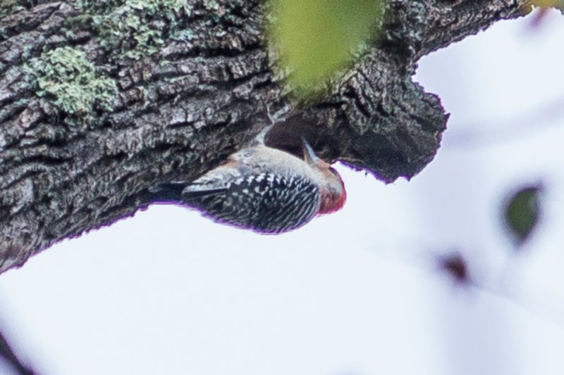 sep2014redbelliedwoodpeckeratshenandoahriverstateparkshenandoahriverdsc05113.jpg