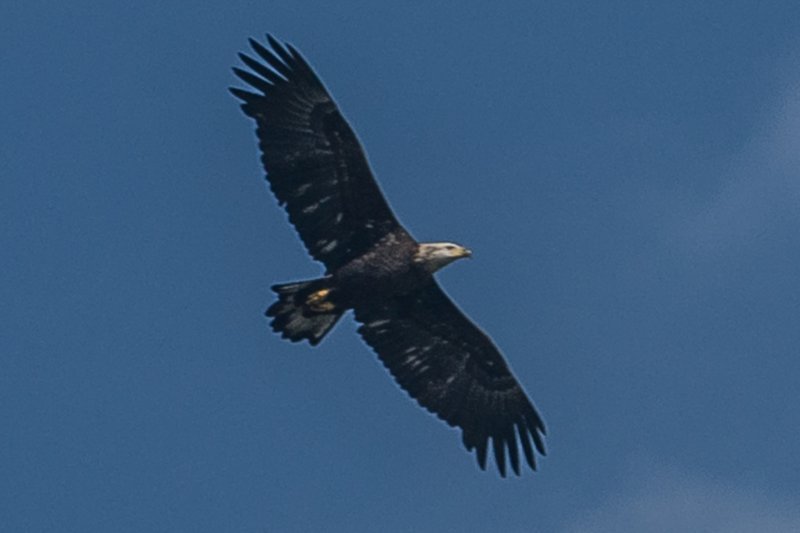 sep2014shenandoahriverstateparkbaldeagledsc04907.jpg