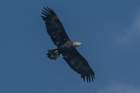 sep2014shenandoahriverstateparkbaldeagledsc04907_small.jpg