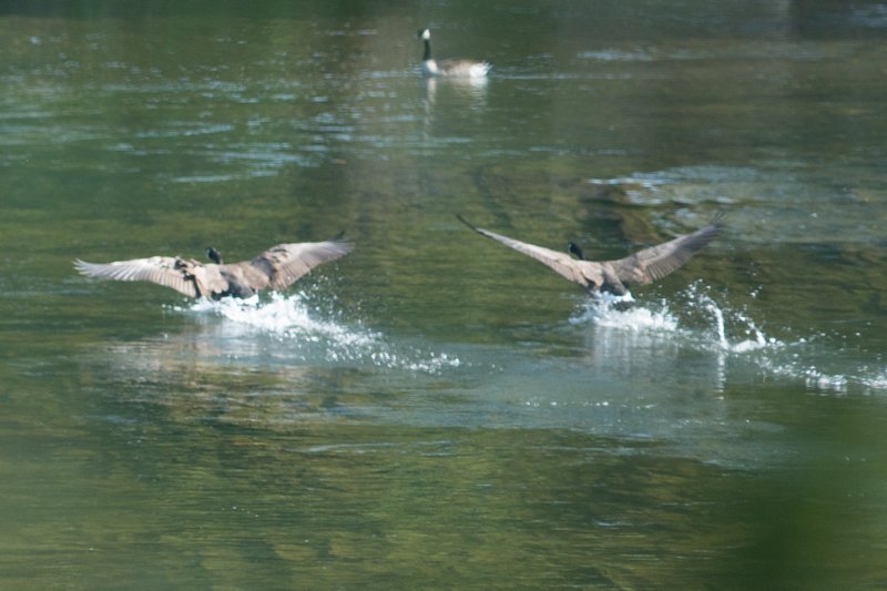 sep2014shenandoahriverstateparkcanadageesedsc04946.jpg