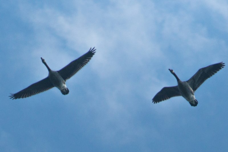 sep2014shenandoahriverstateparkcanadageesedsc04967.jpg