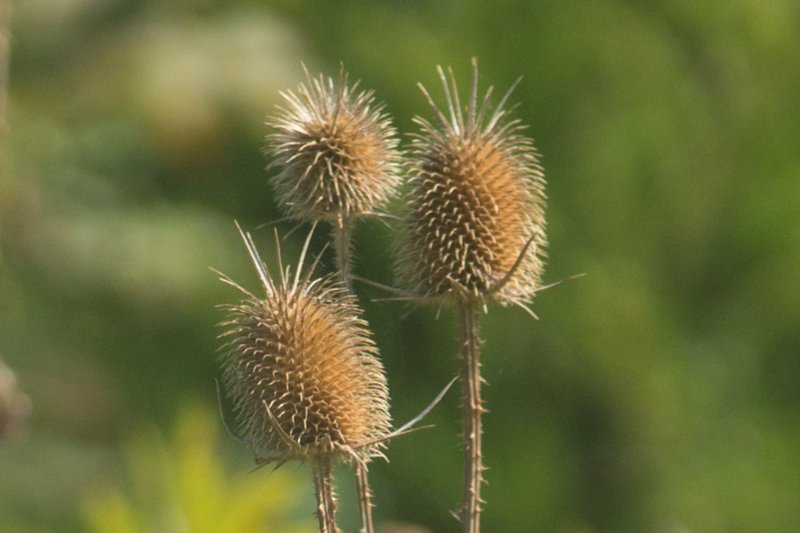 sep2014shenandoahriverstateparkscotchthistledsc04992.jpg