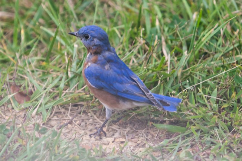 sep2014shenandoahriverstateparkvaeasternbluebirddsc04873.jpg