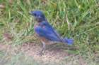 sep2014shenandoahriverstateparkvaeasternbluebirddsc04873_small.jpg